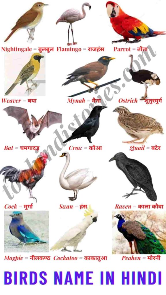 50+ All Birds Name in Hindi & English - पक्षियों के नाम