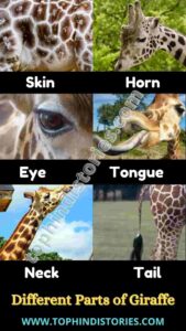 40+ Information about Giraffe in Hindi (Amazing Facts)