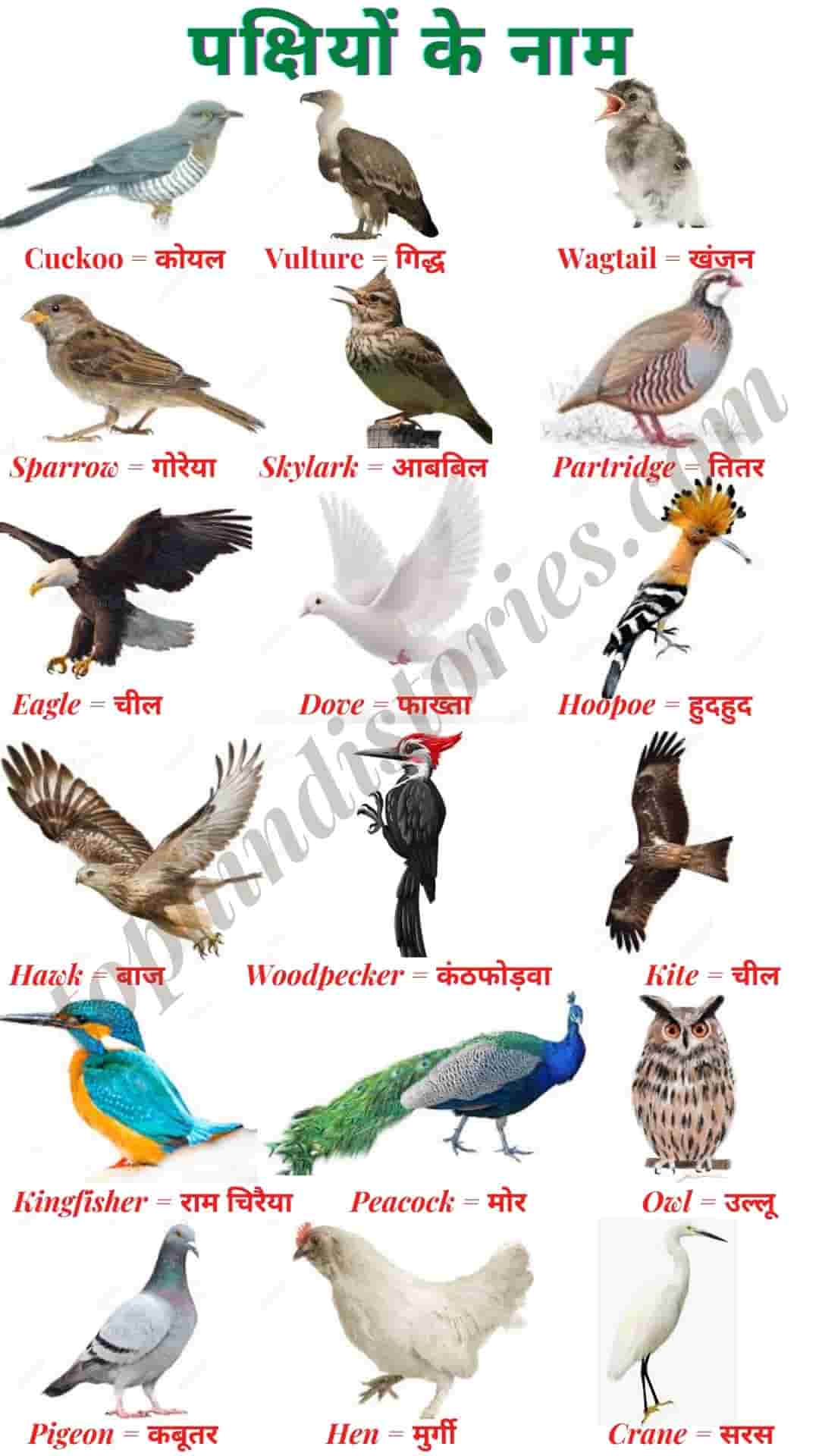 50+ All Birds Name in Hindi and English l Pakshiyon Ke Naam