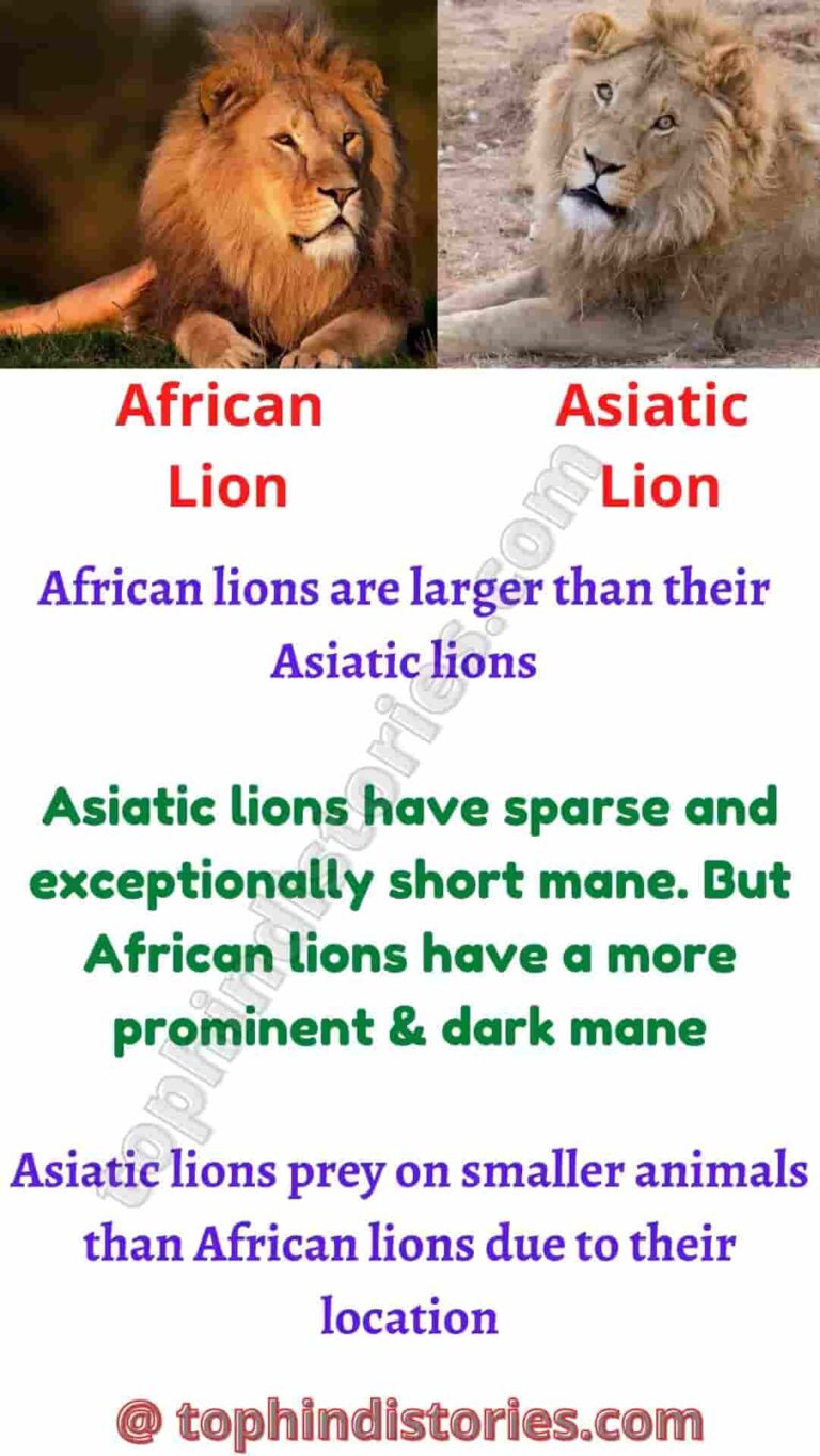 50+ Amazing Facts & Information about Lion in Hindi (शेर)
