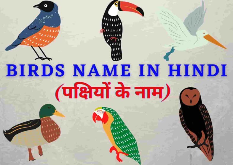 All birds name in Hindi & english with pictures