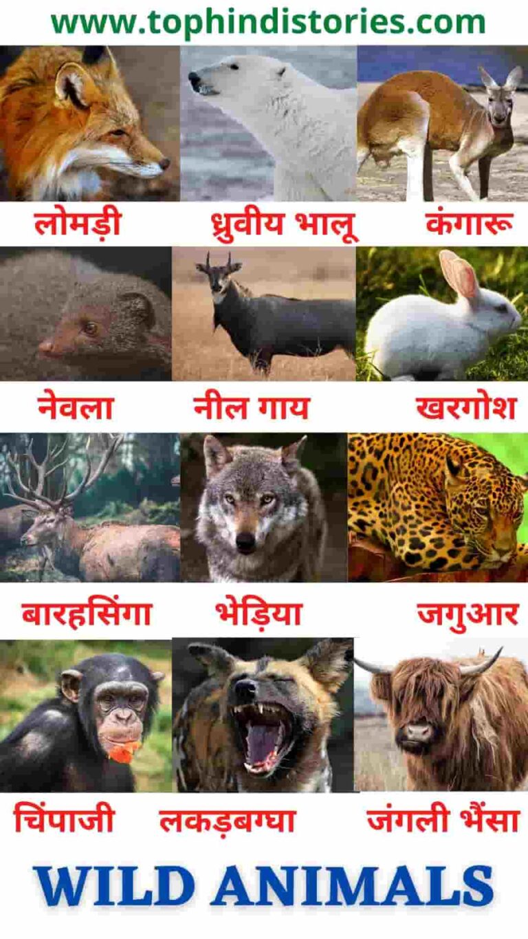 List of 50+ All Wild﻿ Animals﻿ Name﻿ in Hindi & English