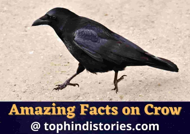 Information about crow in Hindi