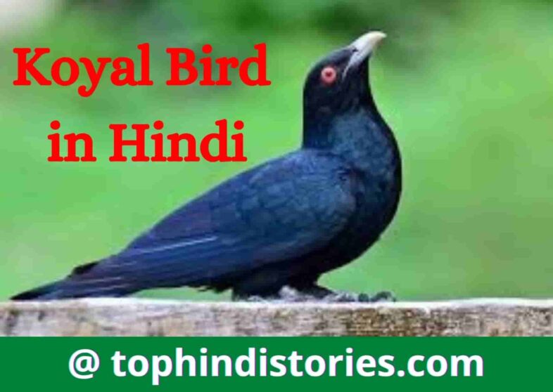 Short essay lines on koyal in Hindi (cuckoo bird)