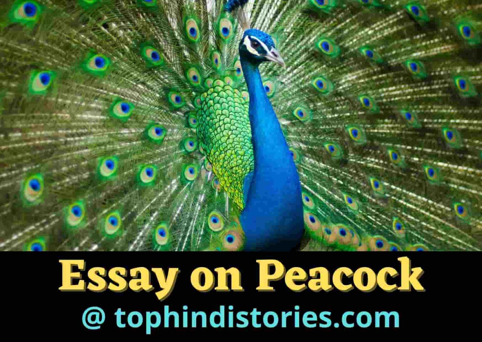 a short hindi essay on peacock