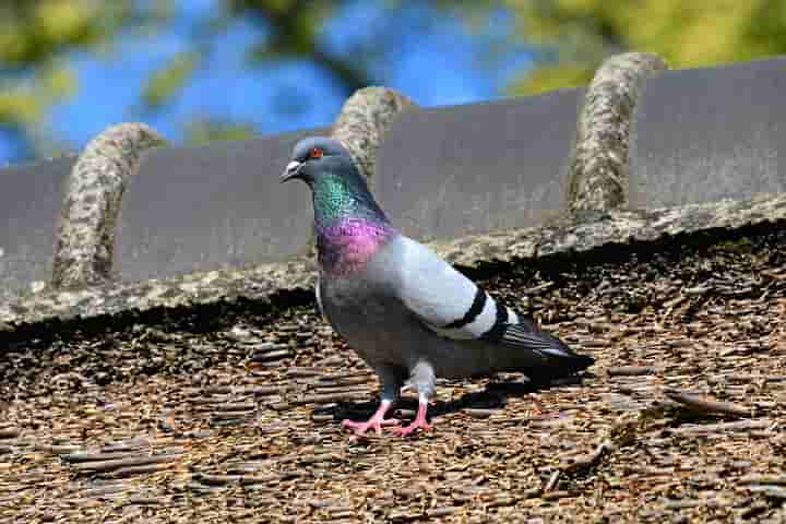 Essay on pigeon in Hindi