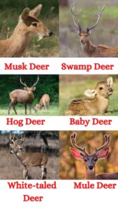Information About Deer in Hindi (40+ Interesting Facts) हिरण