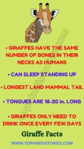 40+ Information about Giraffe in Hindi (Amazing Facts)