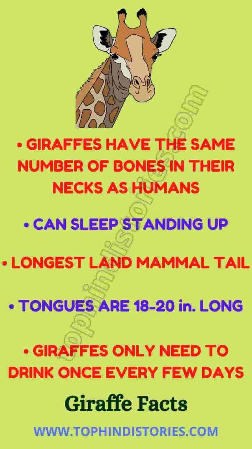 40+ Information about Giraffe in Hindi (Amazing Facts)