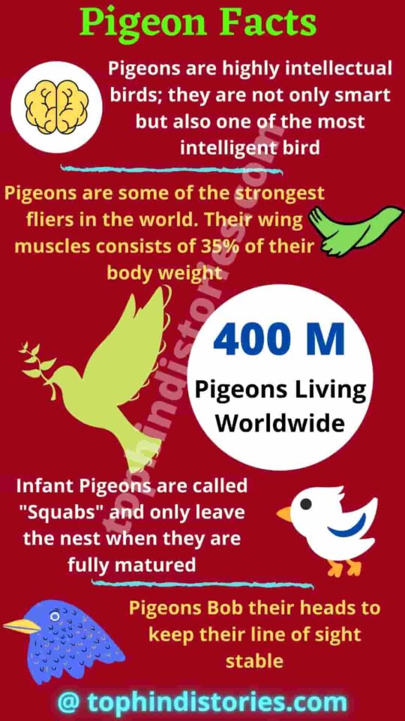 Amazing facts about pigeon in Hindi