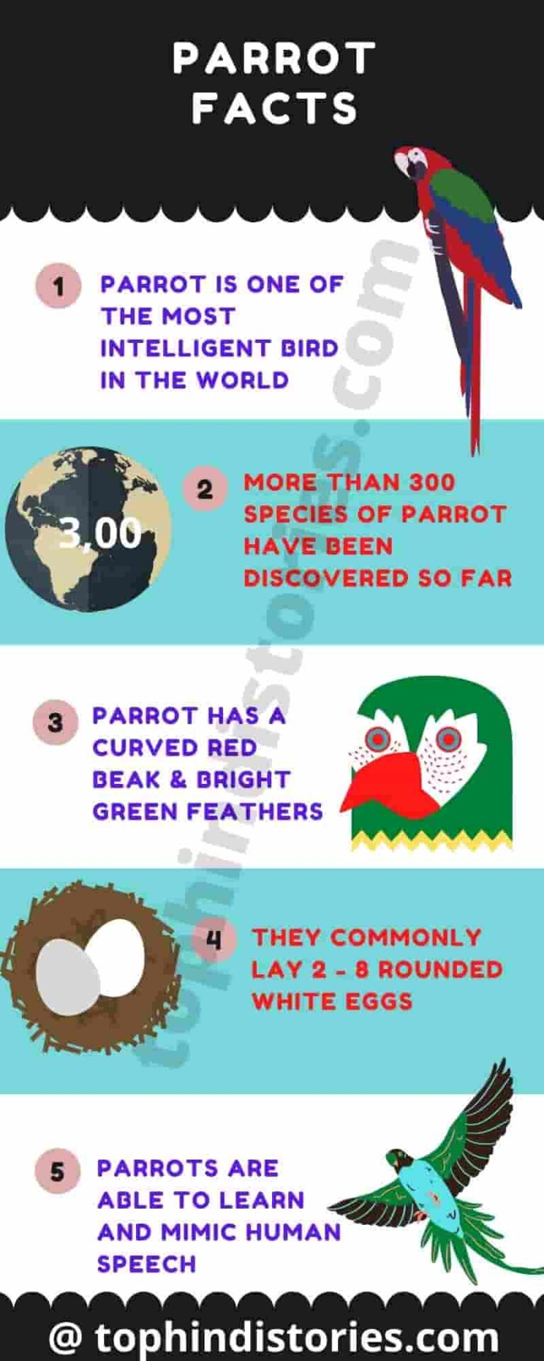 essay on parrot