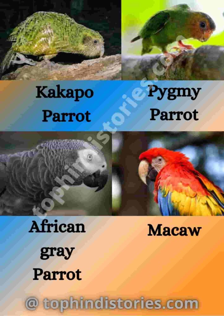 Five points on parrot in Hindi