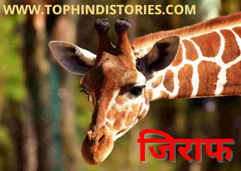 Information about giraffe in Hindi