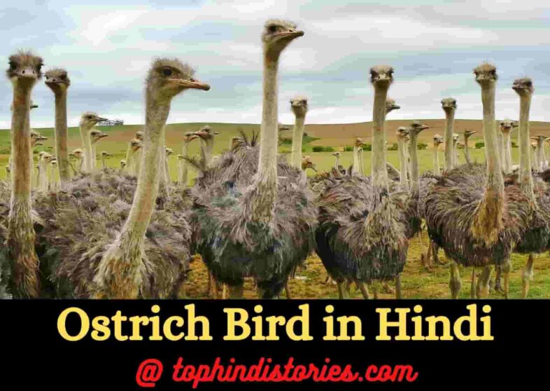 Information about ostrich bird in Hindi