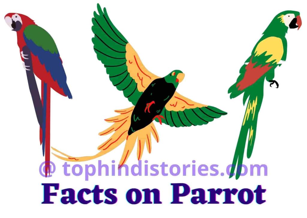 20+ Amazing Information about Parrot in﻿ Hindi﻿ l तोता