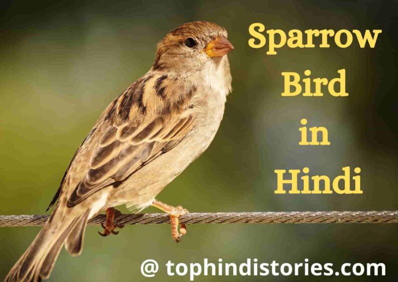 Detail information about sparrow in hindi