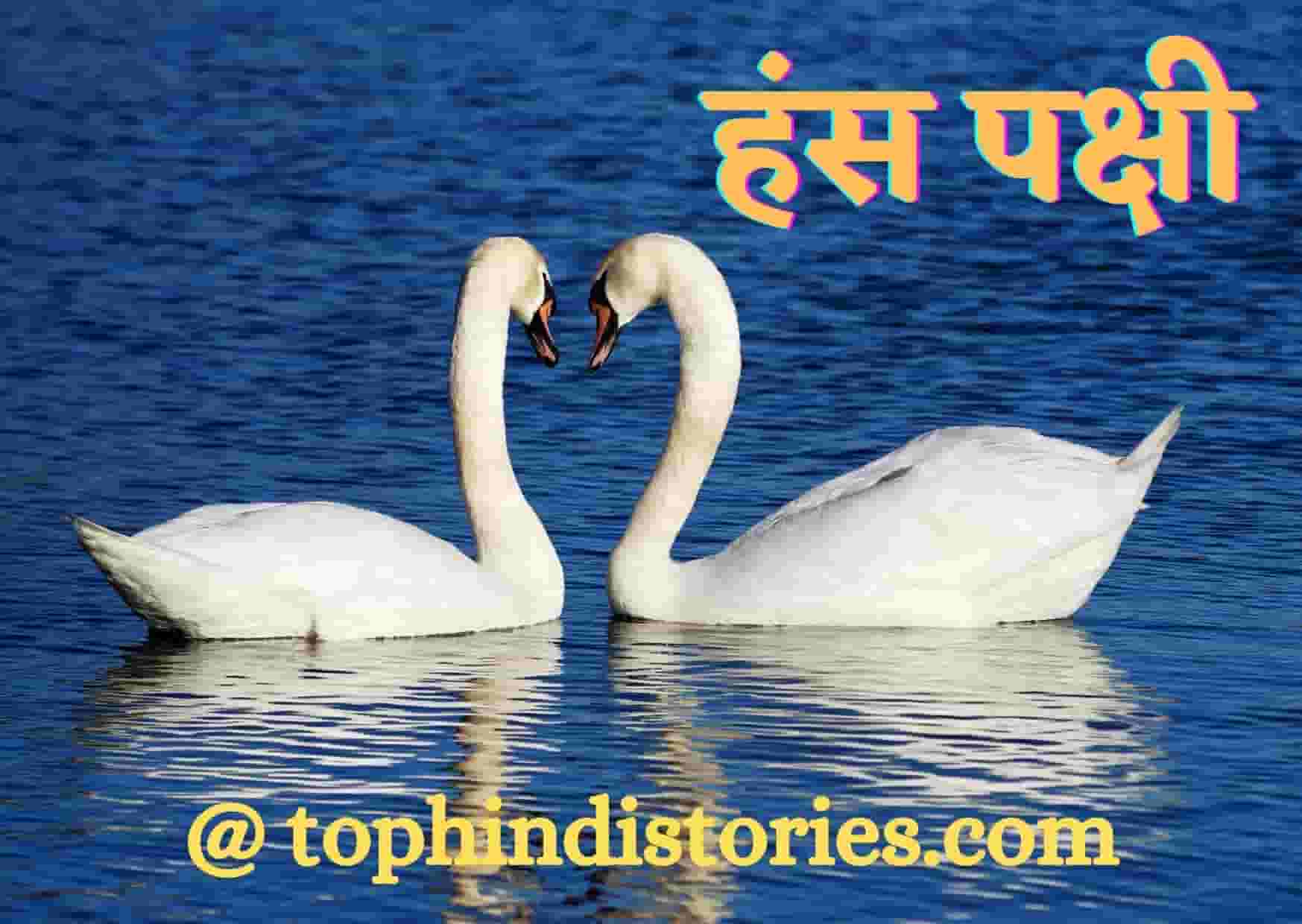 information-about-swan-in-hindi-20-facts-essay-lines