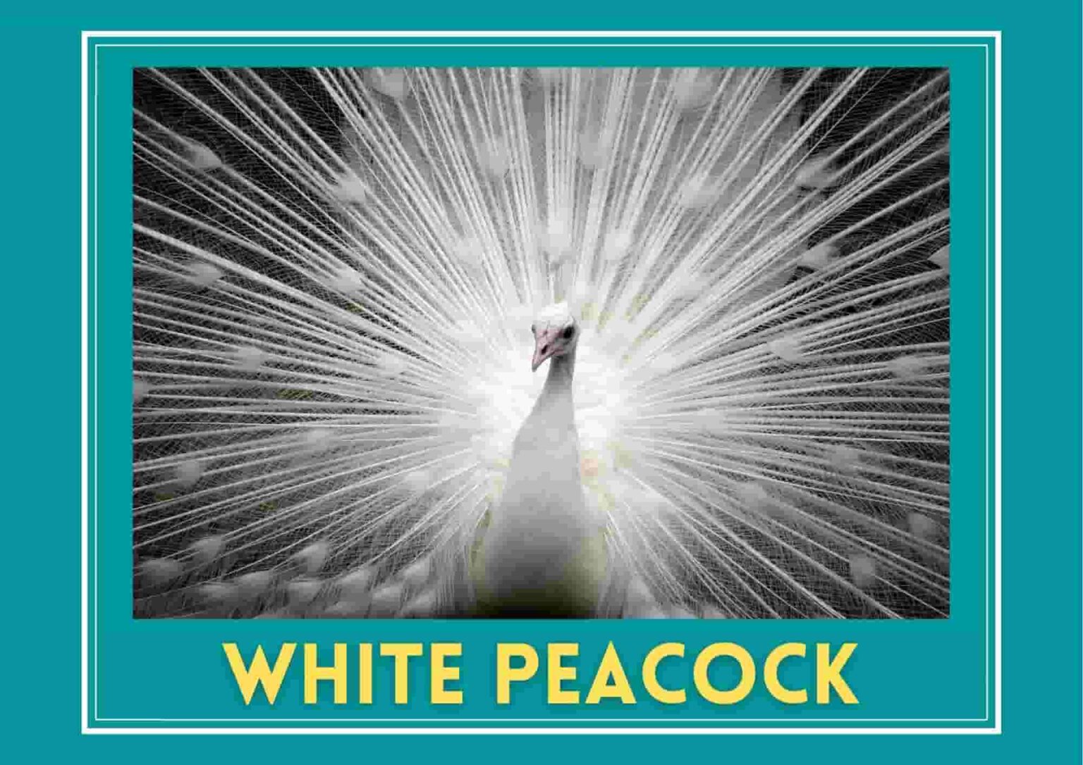 18-most-interesting-facts-about-peacock-in-hindi