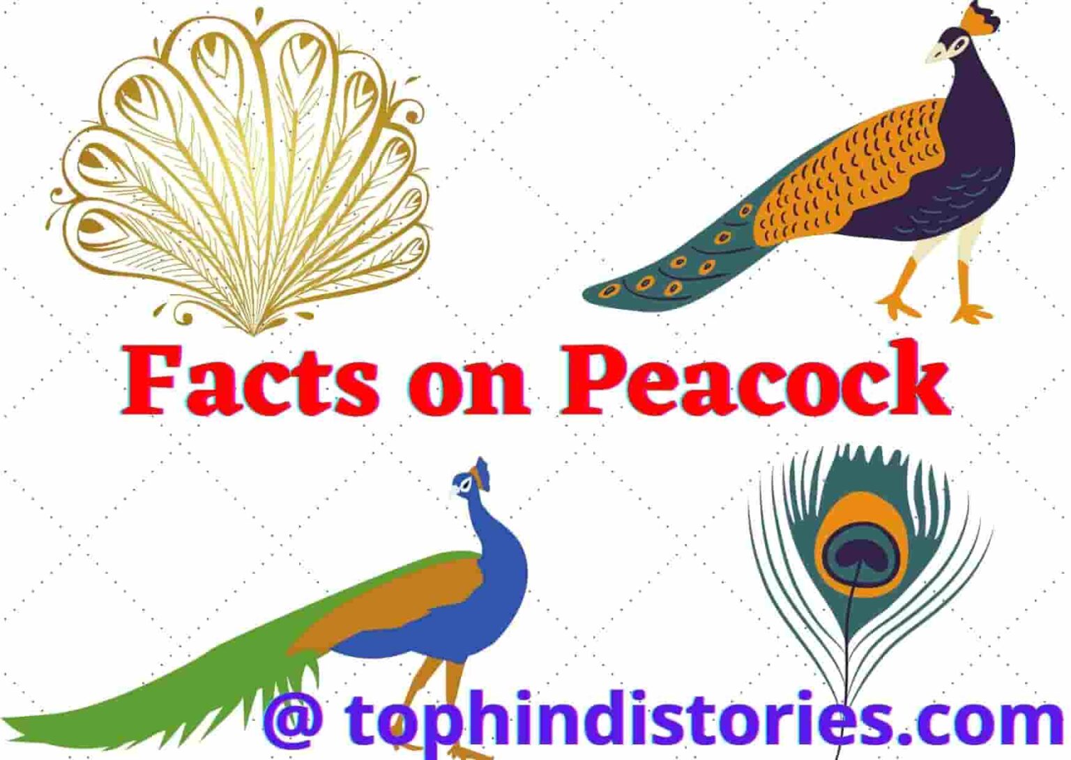 Information About Peacock In Hindi 5 Lines