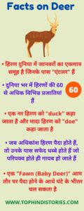 Information About Deer in Hindi (40+ Interesting Facts) हिरण