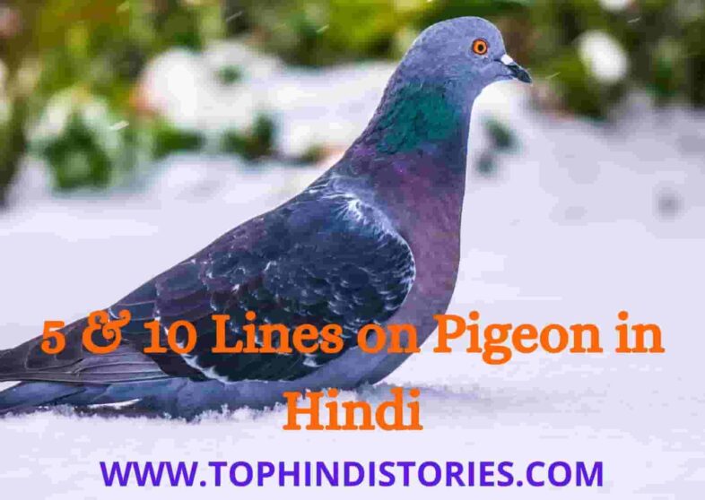 5 & 10 lines on pigeon in Hindi