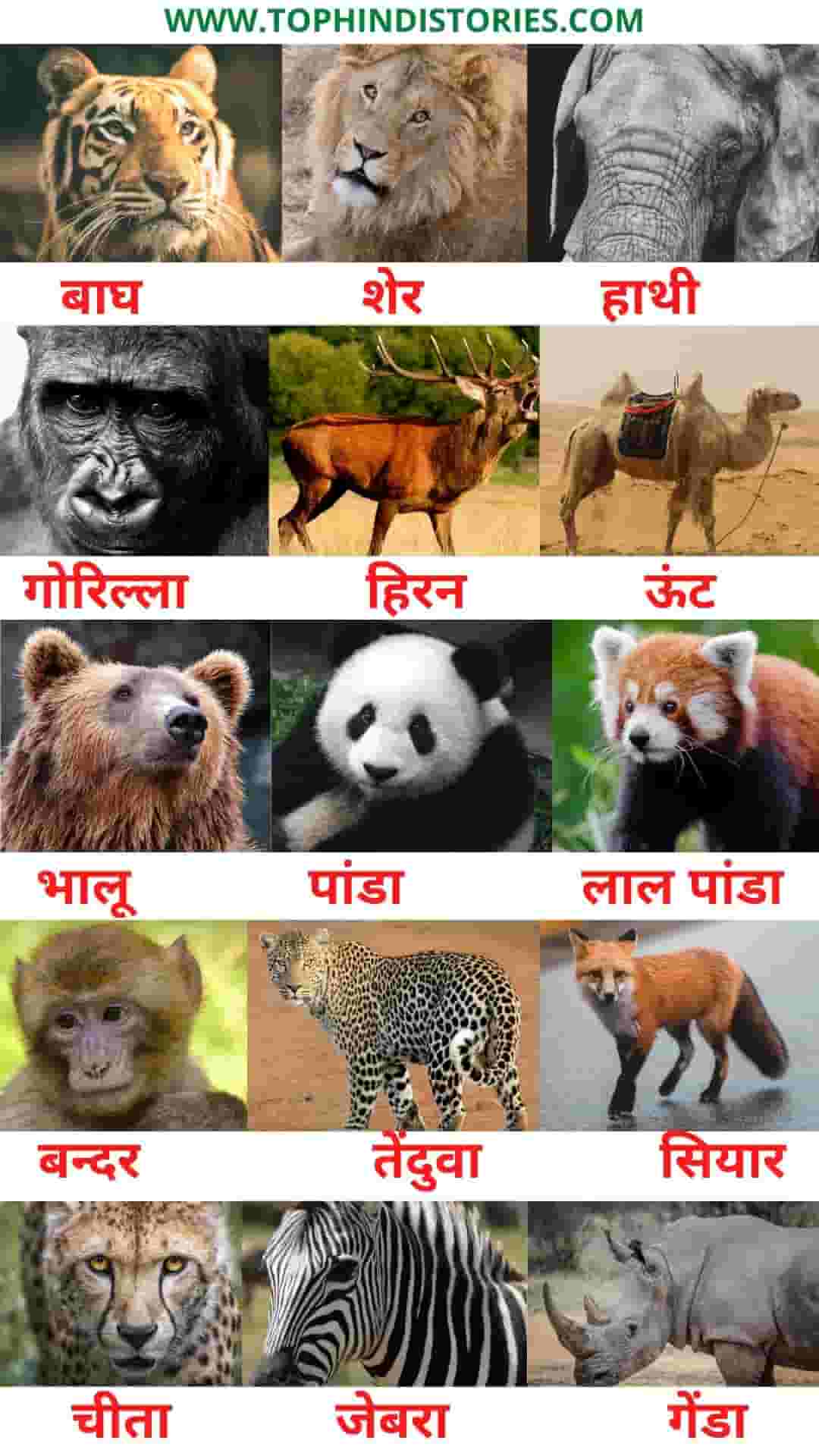 List of 50+ All Wild﻿ Animals﻿ Name﻿ in Hindi & English