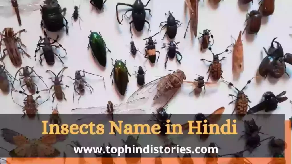 All insects name in Hindi and English
